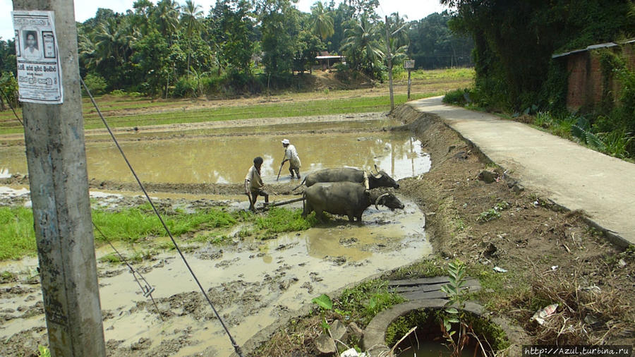 По дорогам Цейлона Калутара, Шри-Ланка