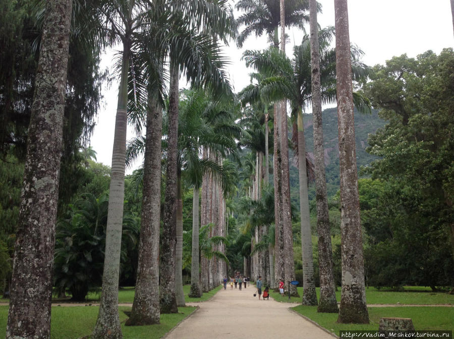 В Ботаническом саду в Рио-де-Жанейро Рио-де-Жанейро, Бразилия