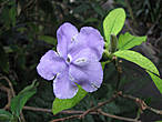 Брунфельсия большецветковая чашевидная — Brunfelsia pauciflora eximia