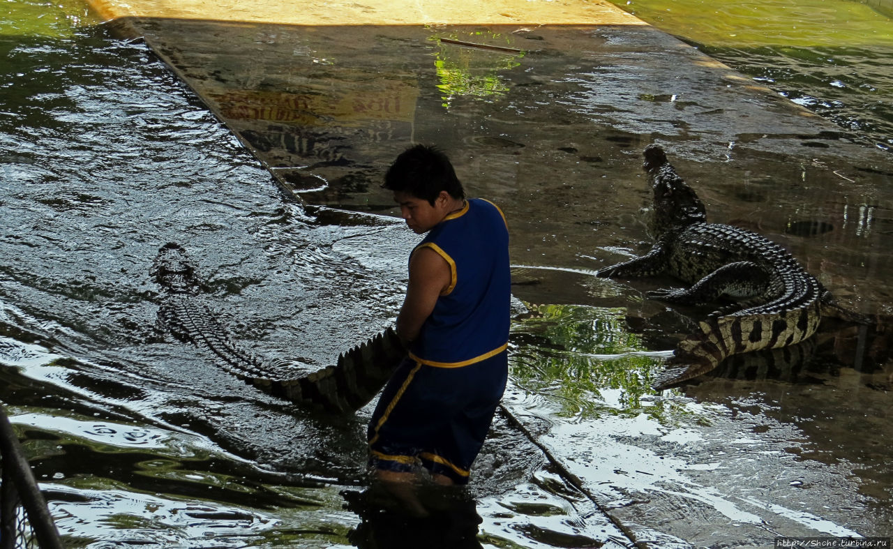 Crocodile Show (Samphran Elephant Ground & Zoo) Сам-Пран, Таиланд