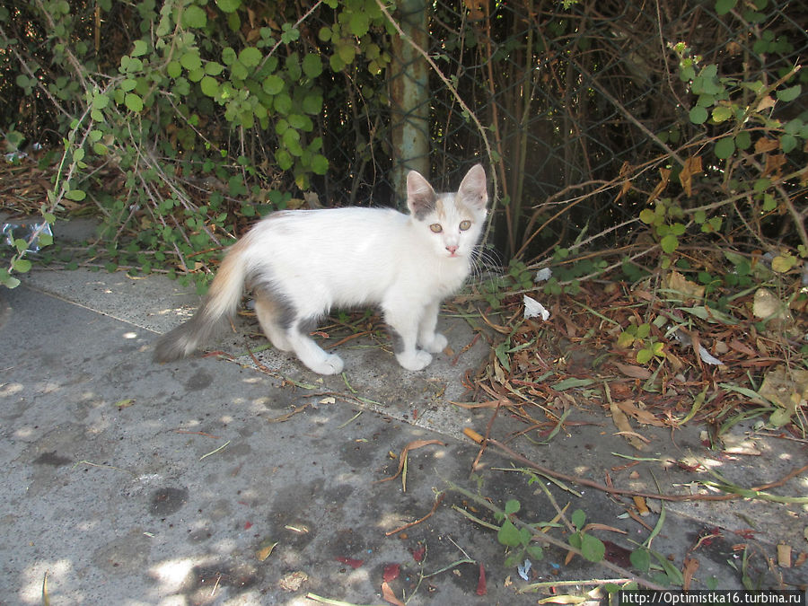 Коты и кошки Мармариса. И немного собак Мармарис, Турция