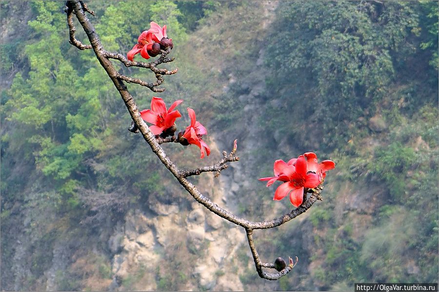 Красные, восковые смотрелись очень утонченно на ветке Непал