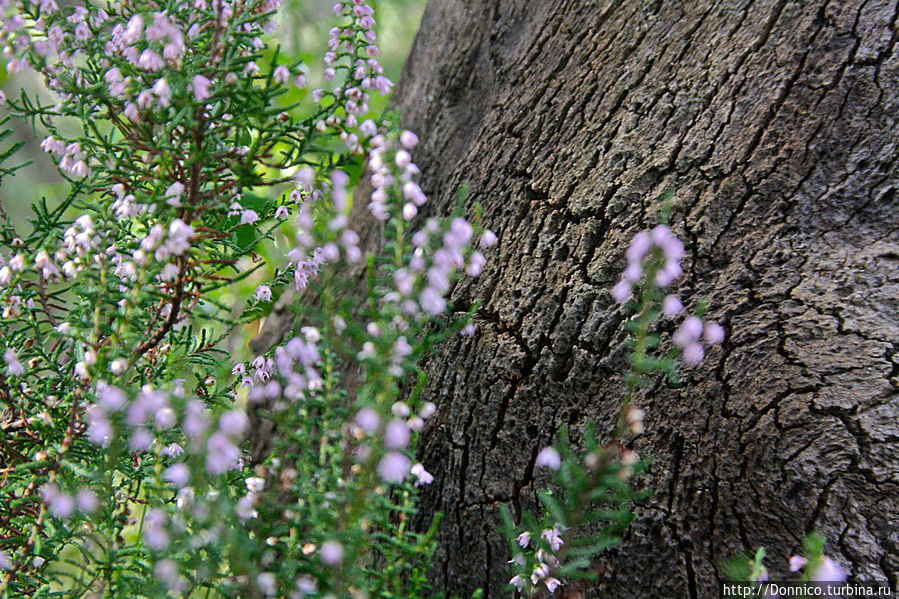 Пробковый дуб — к полету готов! Каталония, Испания