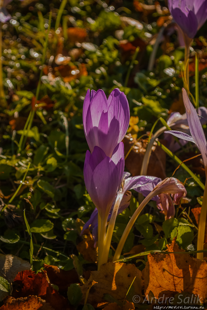 Ветряная мельница Арайши Цесис, Латвия