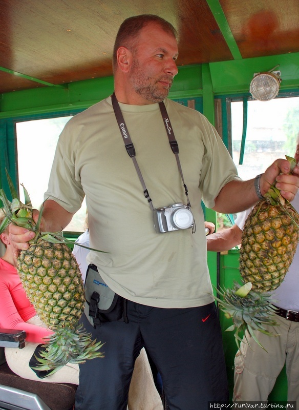 Ну, ради Бога — съешьте это два ананасика! Серенгети Национальный Парк, Танзания