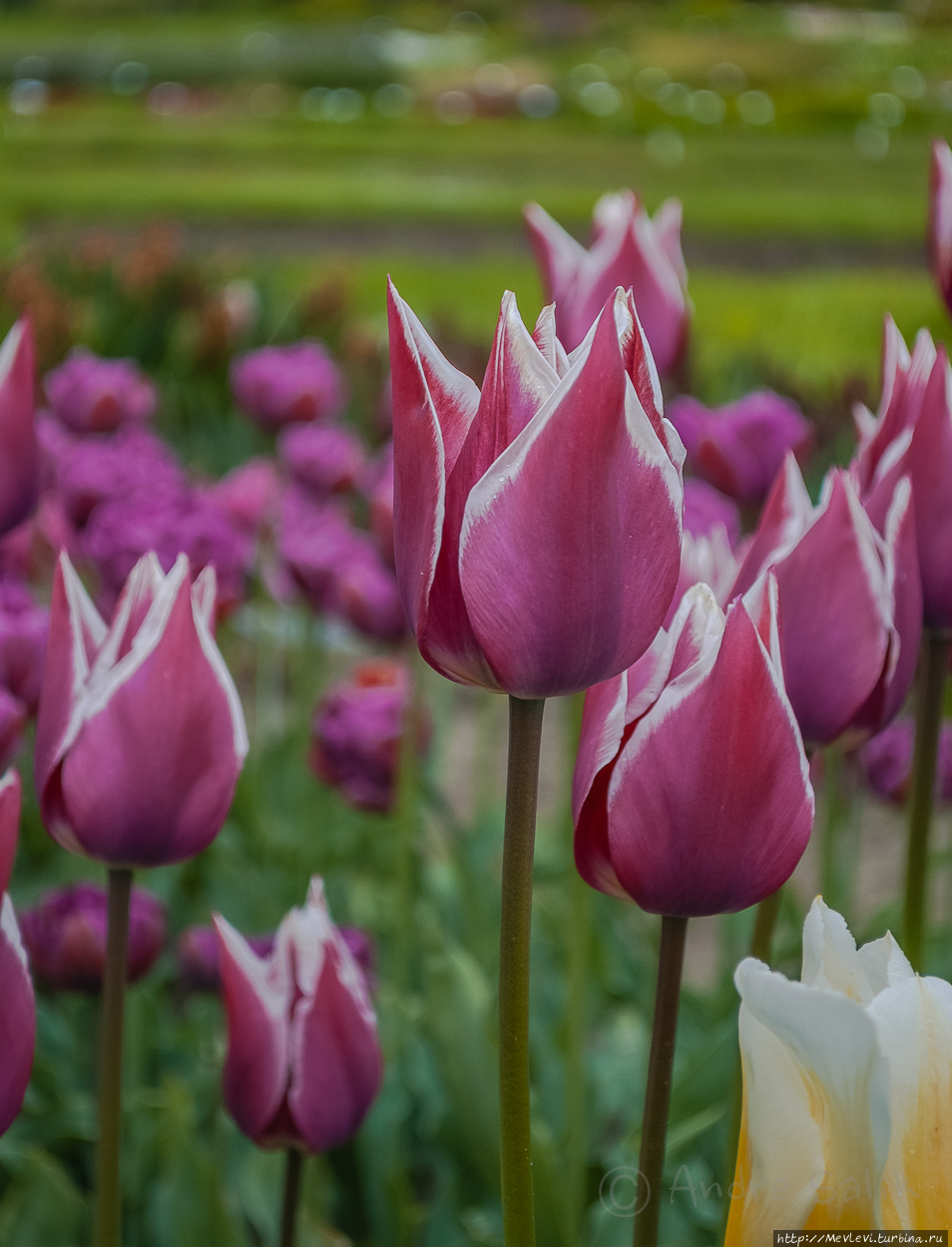 Тюльпаны в Юрмале Юрмала, Латвия