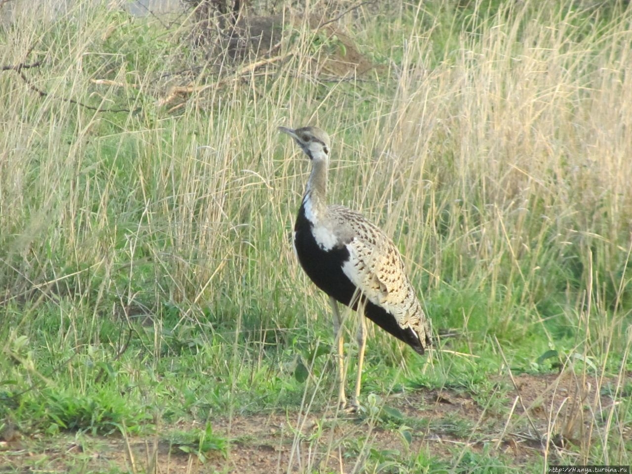 Black-bellied Bustard (че