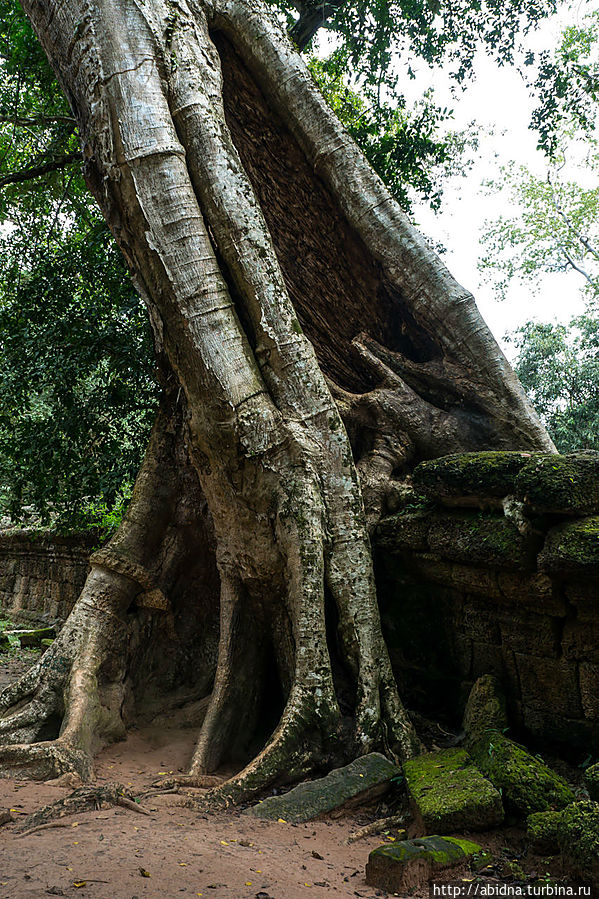 Храмы Камбоджи. Та Пром, или Здесь снимали Лару Крофт Ангкор (столица государства кхмеров), Камбоджа