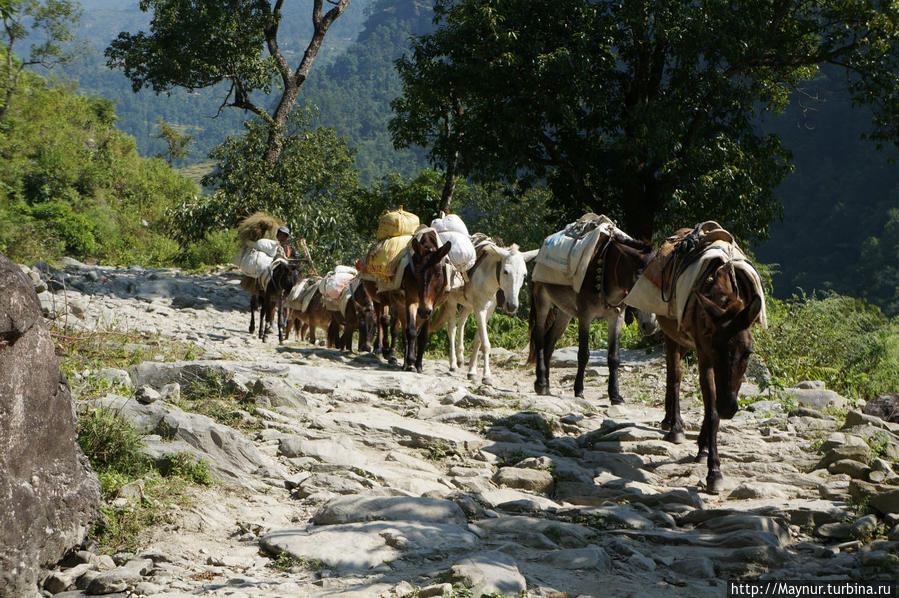 Основной   вид   транспорта   в   горах. Покхара, Непал
