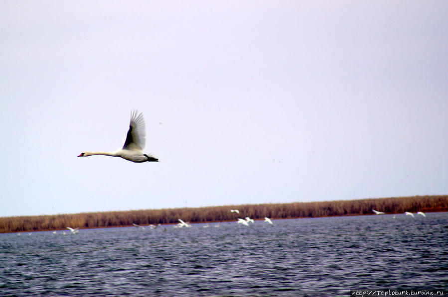 Лебедь на раскатах Дельта Волги (за пределами Астраханского заповедника), Россия
