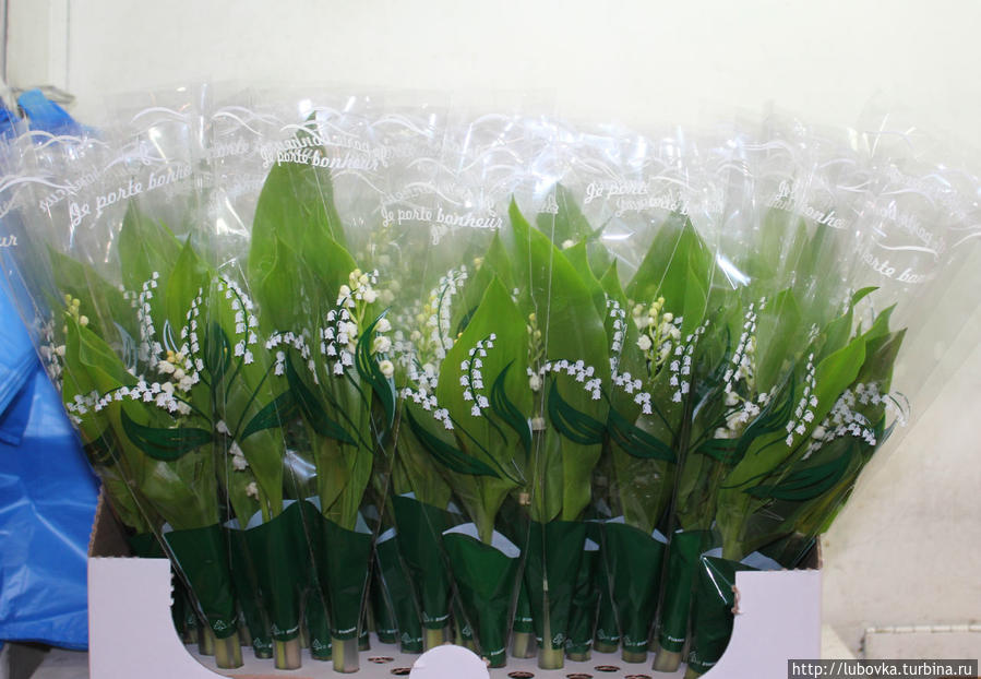 Ландыш  (Convallaria majalis) Франция