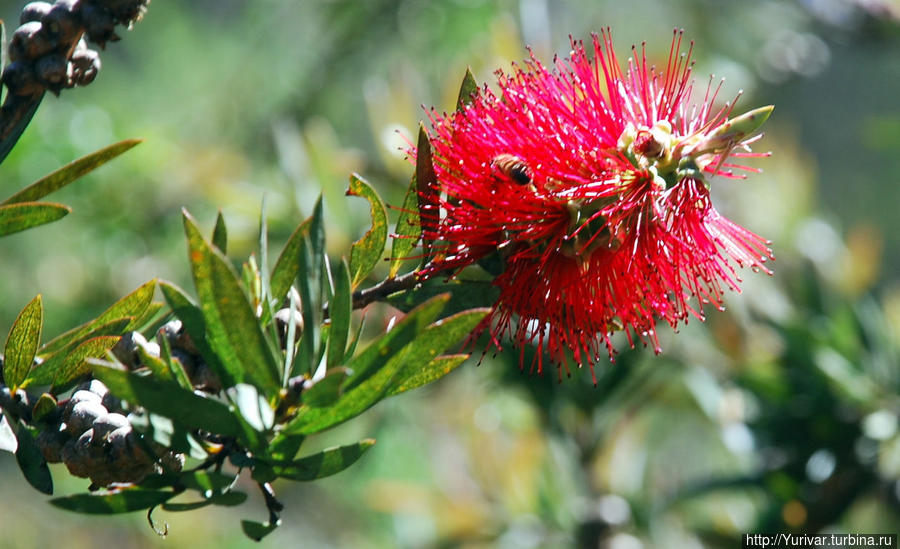 Какой-то заморский цветок Сидней, Австралия
