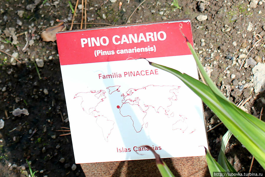 Карта, на которой точкой показан Ареал произрастания данного вида — Сосны Канарской. Остров Тенерифе, Испания