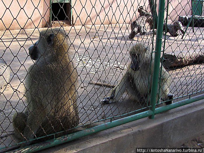 Обезьяна отвернулась.