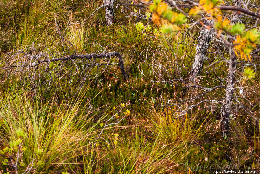 В осеннем прозрачном лесу Кемери, Латвия