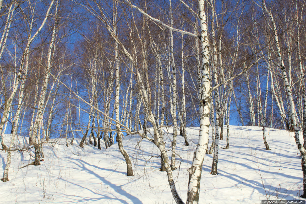 Белые берёзы заполонили склон высокого берега Волги Городец, Россия