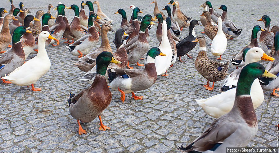 А это утки возле озера Лагоа Фурнаш.