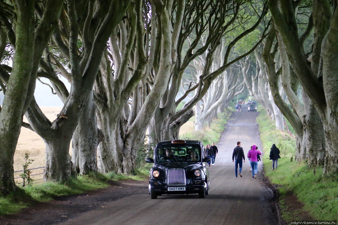 Темная Аллея Dark Hedges и темные века Dark Ages