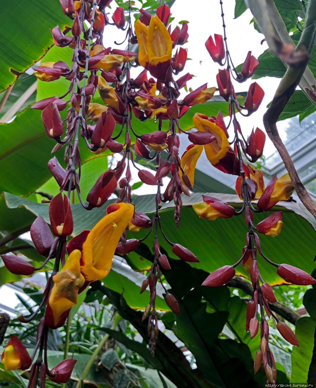 Орхидееншаухаус (Оранжерея орхидей) Ганновер, Германия