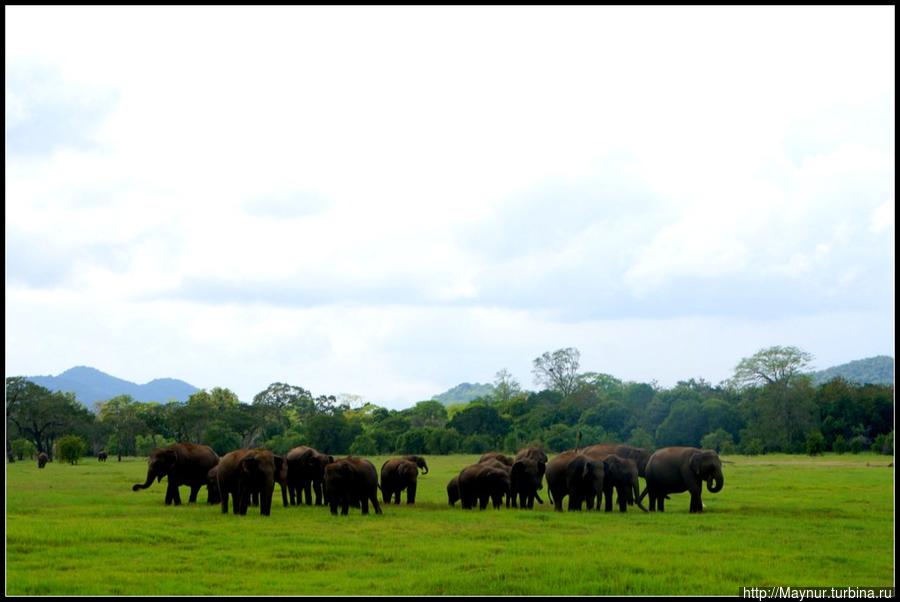 Вид  у  стада  был  агрессивный.  Стояли  они  плотным  кружком,  прикрывая  маленьких  слонят. Затем,  щипая  траву,  стали  медленно  перемещаться  в  нашу  сторону.  Водитель  предусмотрительно  сдал  назад. Защищая  малышей, слоны  могут  развивать  скорость  до  45 км. в час. Проверять,  так  это  или  нет,  мы  не стали.