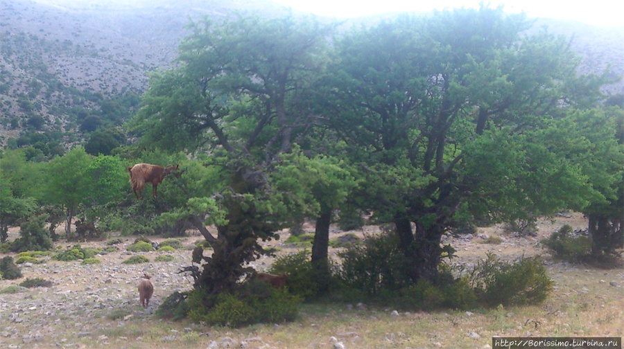 Затем пошли лазающие по деревьям козы. Остров Крит, Греция