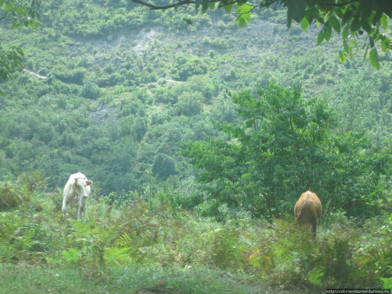 Поездка в Рачу Амбролаури, Грузия