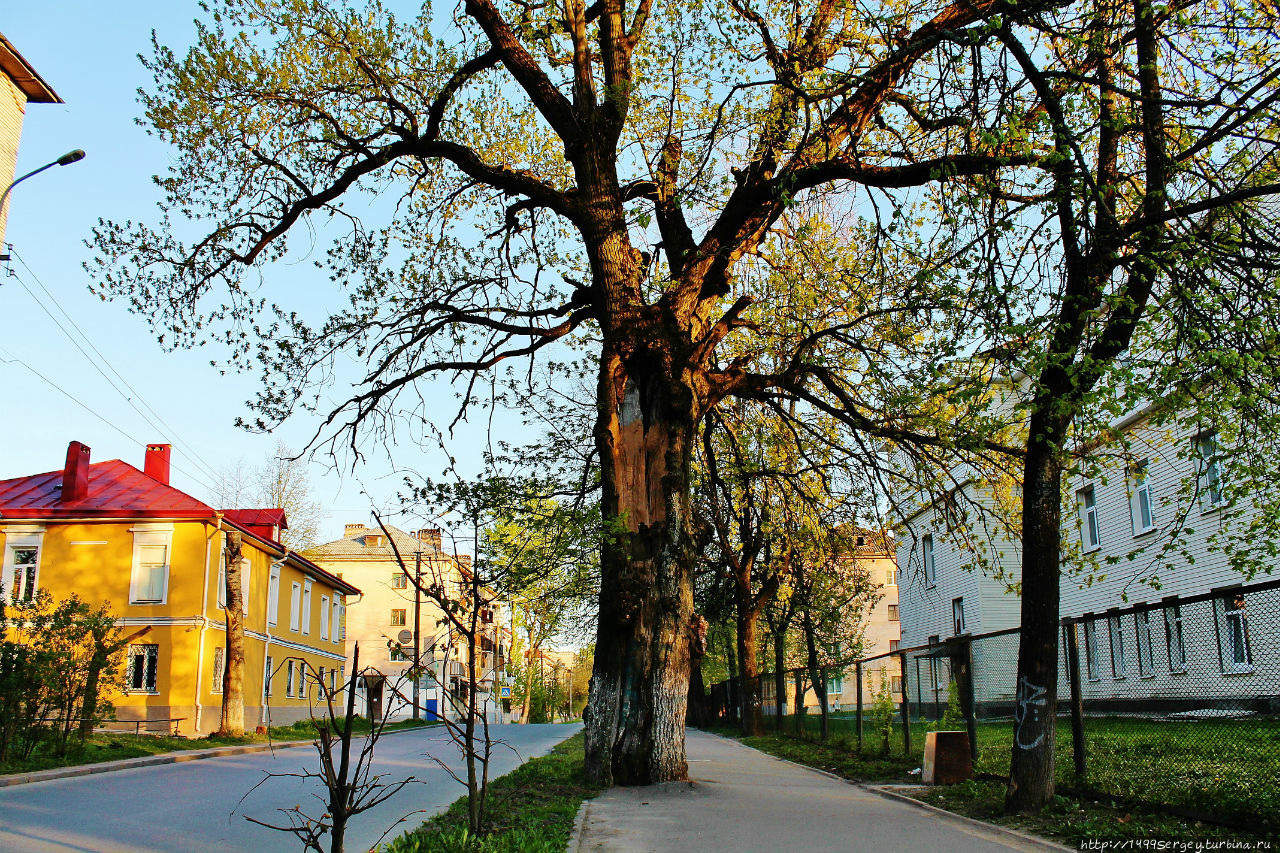 Дуб (Quercus L.) № 206 Великий Новгород, Россия