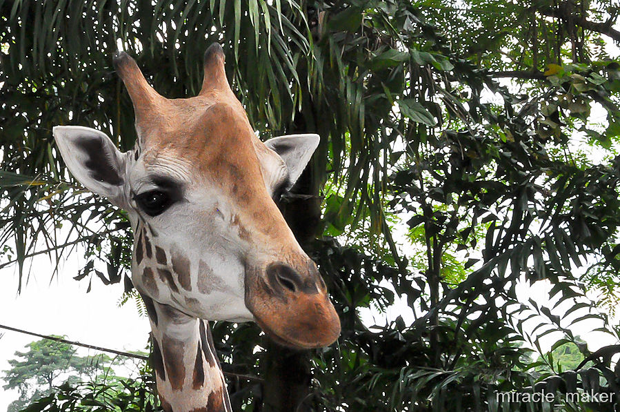 Что может быть милее, чем благодарная улыбка сытого и довольного жирафа?! Сингапур (город-государство)