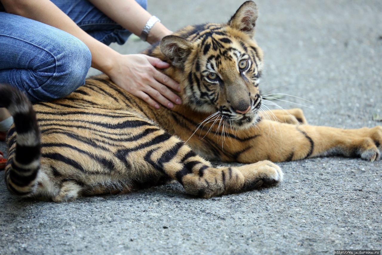 Тигрёнок Бенгальского Тигра Чиангмай, Таиланд