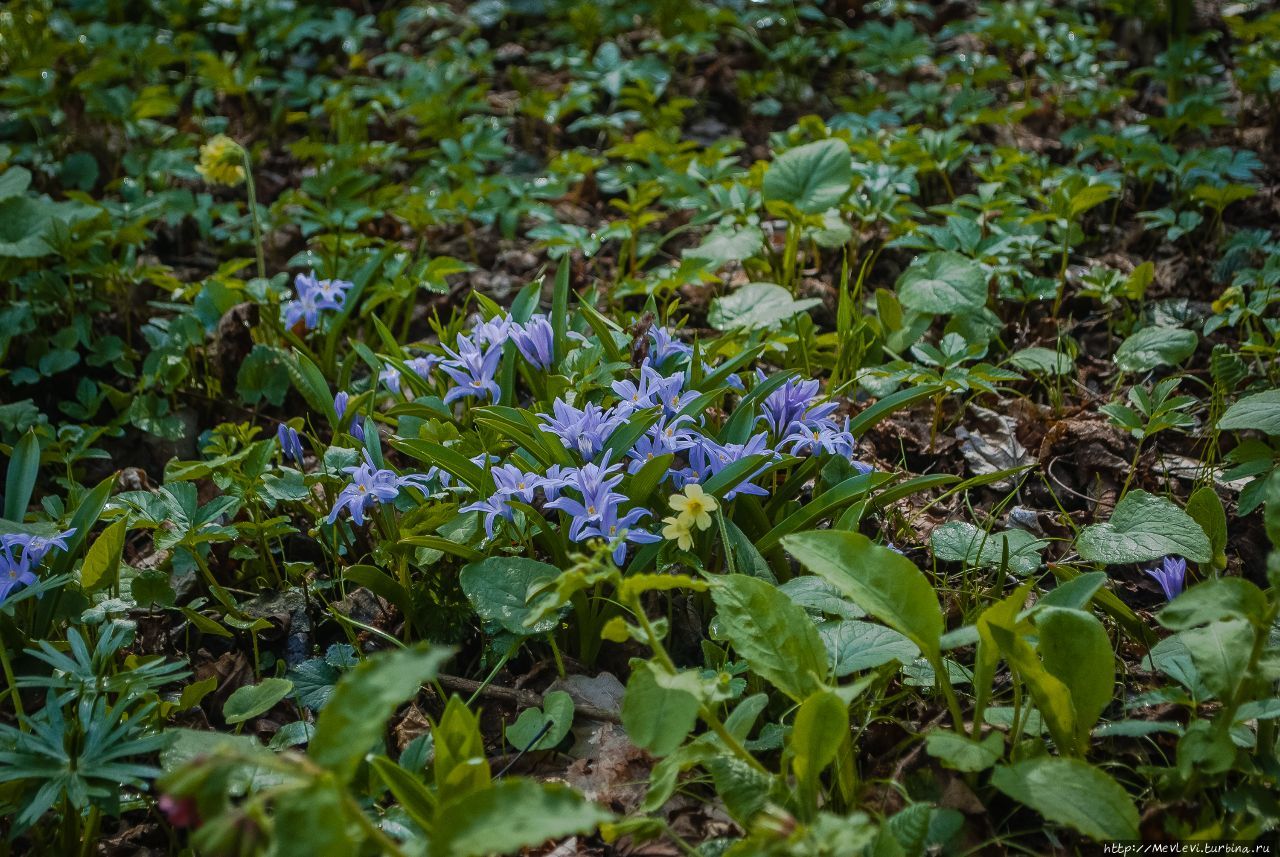 В апреле в ботаническом Рига, Латвия