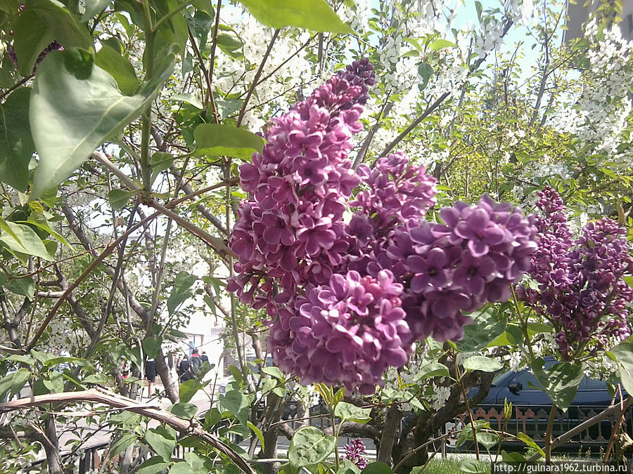 Весенние заморочки Ташкента Ташкент, Узбекистан