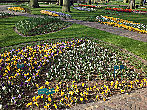Цветение тюльпанов в парке Кекенхоф.