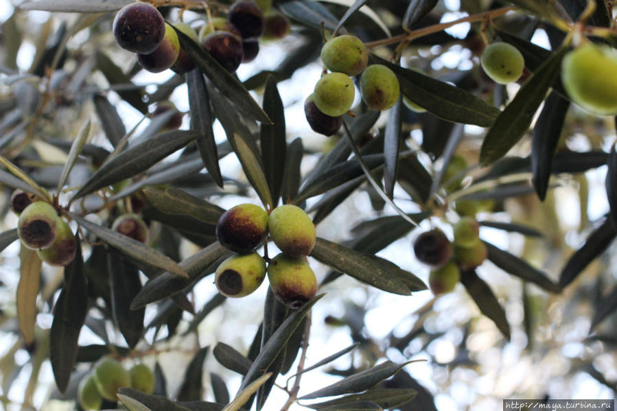 Как я провела Судный день