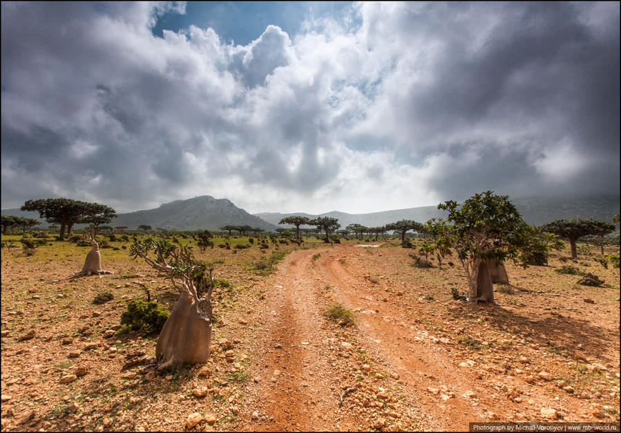 Место весьма популярно прежде всего большим разнообразием различных видов деревьев, растущих в этом месте. Остров Сокотра, Йемен