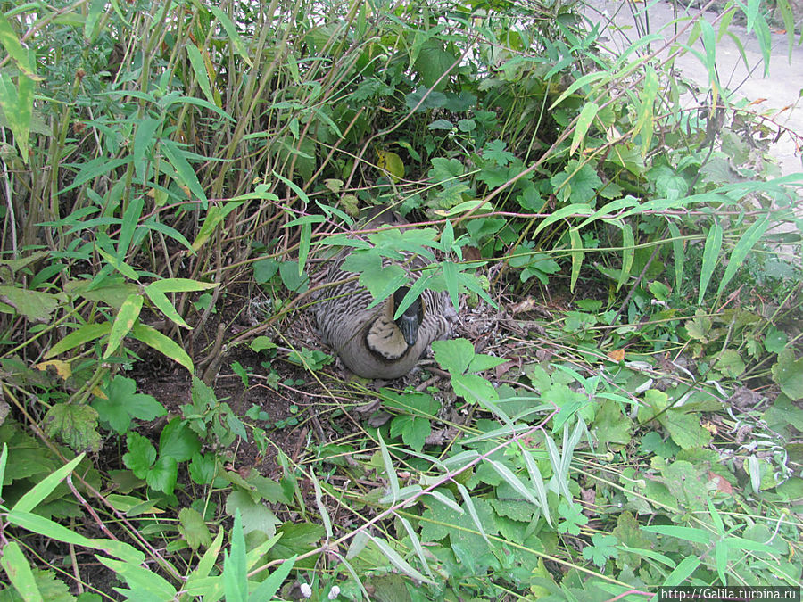 Оказывается в кустах пряталась  уточка.
