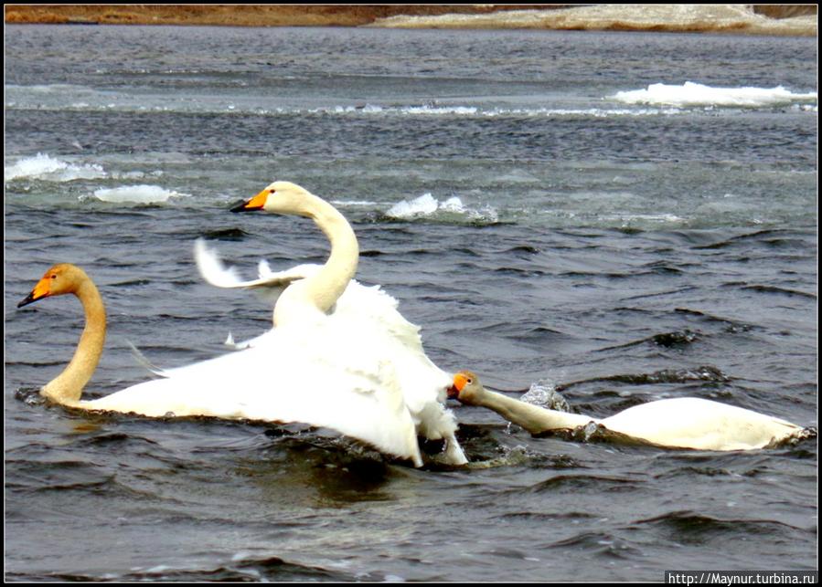 Пусть  летят  по  небу  лебеди... Южно-Сахалинск, Россия