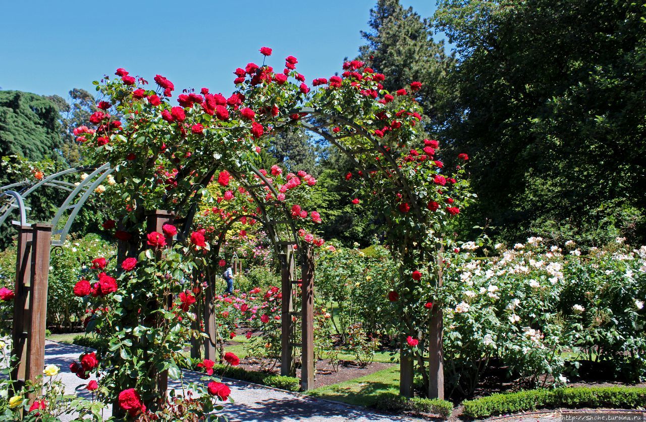 Сад Роз Крайстчерч, Новая Зеландия