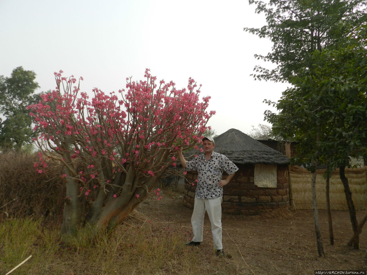 Цветы январской саванны Поли, Камерун
