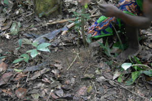 Хитроумная ловушка