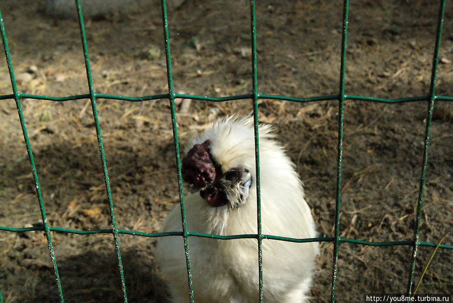 Поймайте мне кролика Нижегородская область, Россия