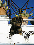 Этот щенок живет в Альбайсине, хотя на сегодняшний день он уже сильно подрос.