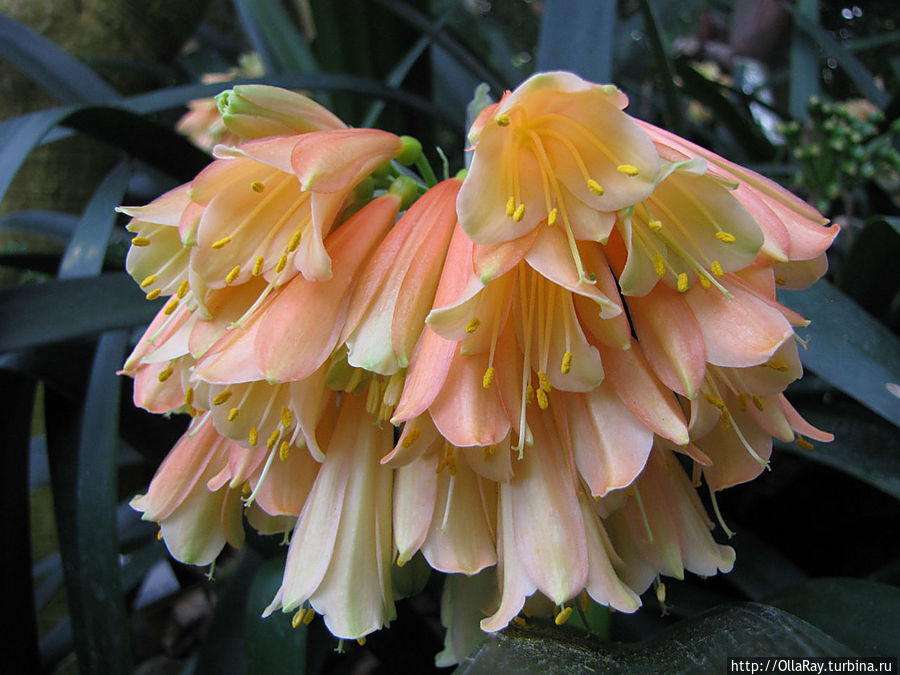 Кливия прекрасная — Clivia nobilis