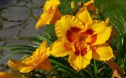 А в Ореховно под Псковом светило яркое солнце и было тепло. Сколько же там великолепных лилейников! Просто королевское растение.