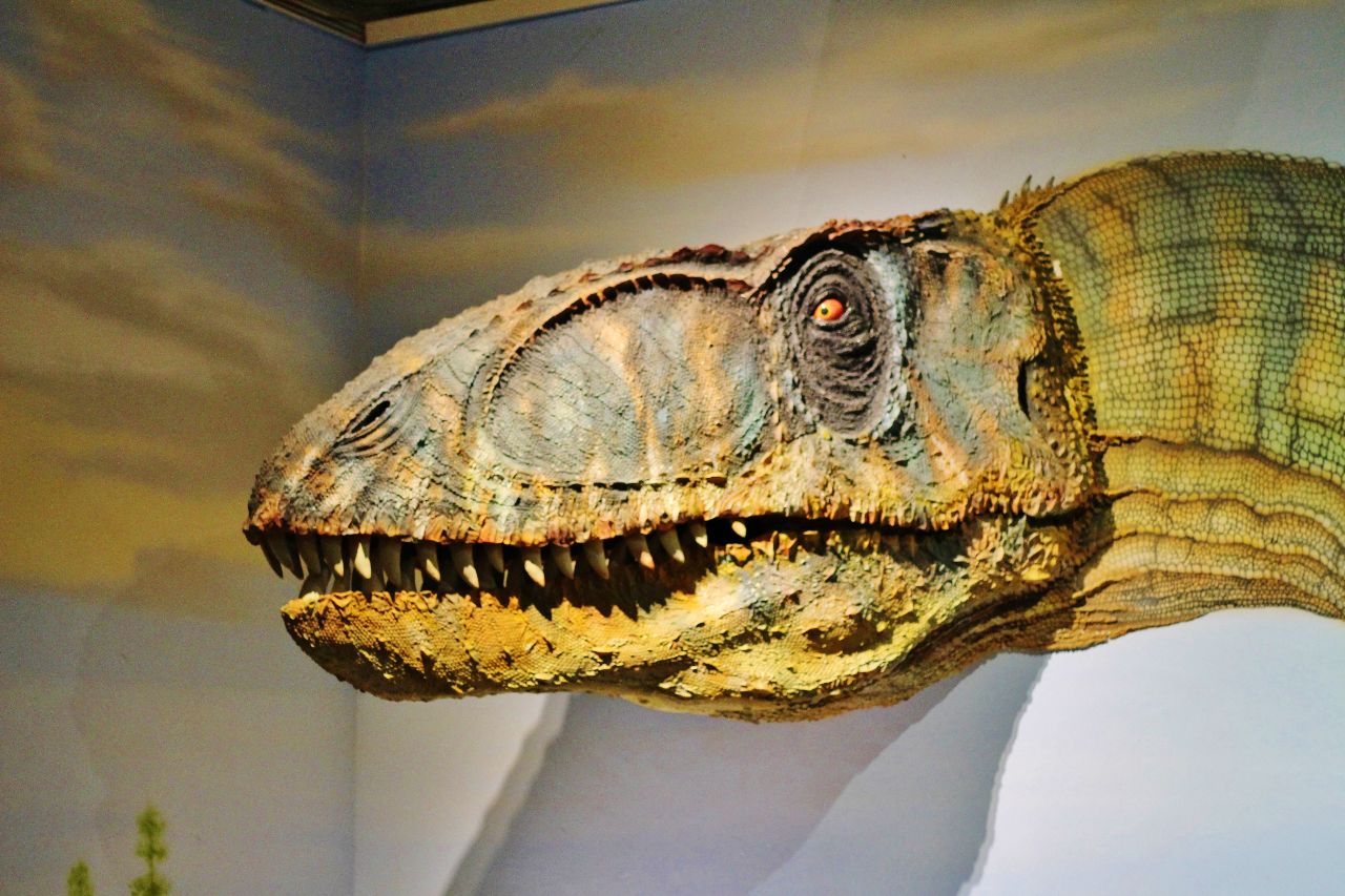 Небольшой музей региональной палеонтологии