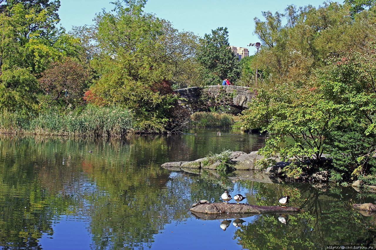 Пруд в Центральном парке Нью-Йорк, CША