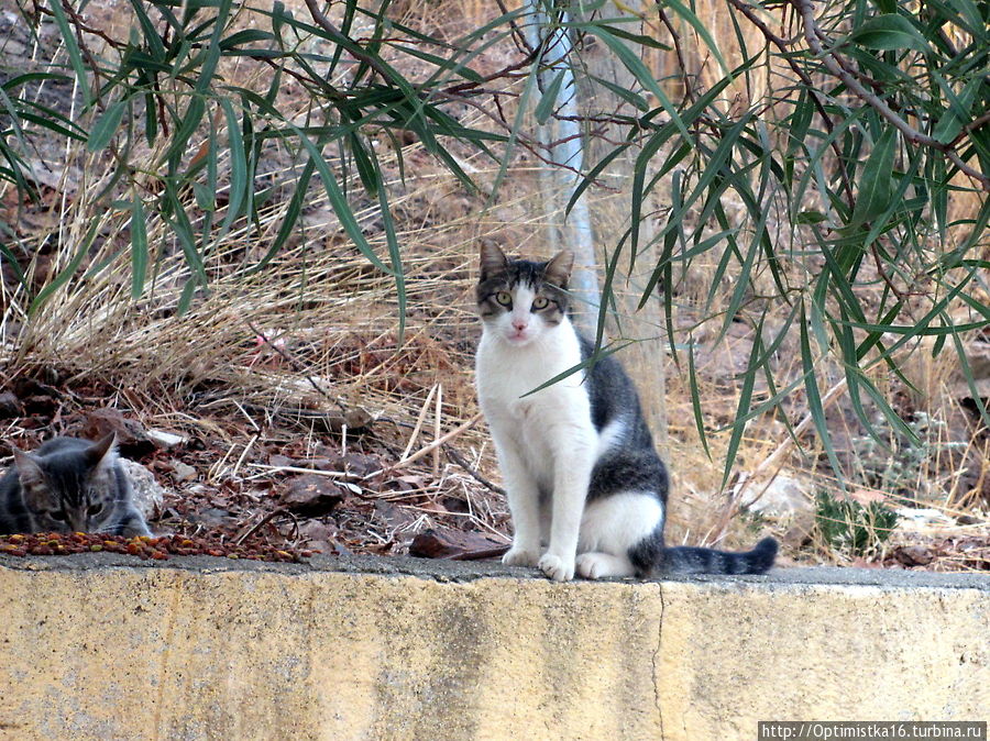 Коты и кошки Мармариса. И немного собак Мармарис, Турция