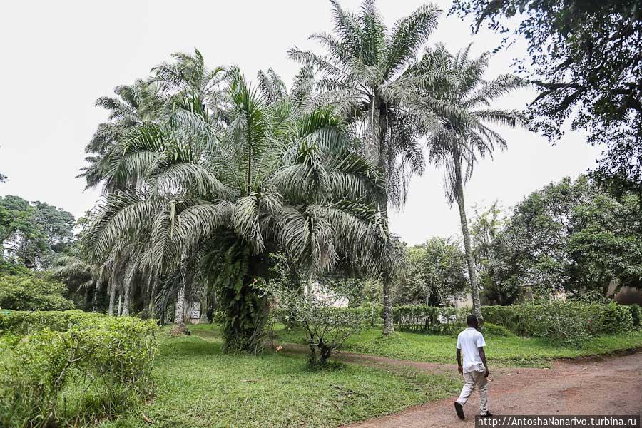 Ботанический Сад Абури Аккра, Гана