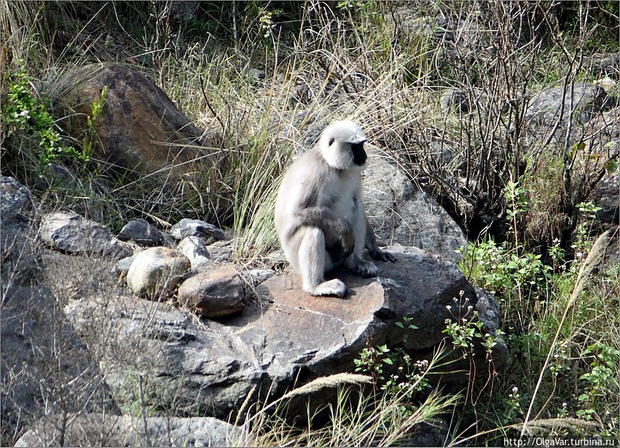 О, да здесь нас кто-то поджидает. Это — обезьяна лангур, спустившаяся к реке из леса. Кроме лангуров в лесах национального парка Лангтанг водятся желтолицые макаки, красная панда, кабаны, горные козы. А еще говорят, что здесь видели гималайского медведя. Лангтанг, Непал