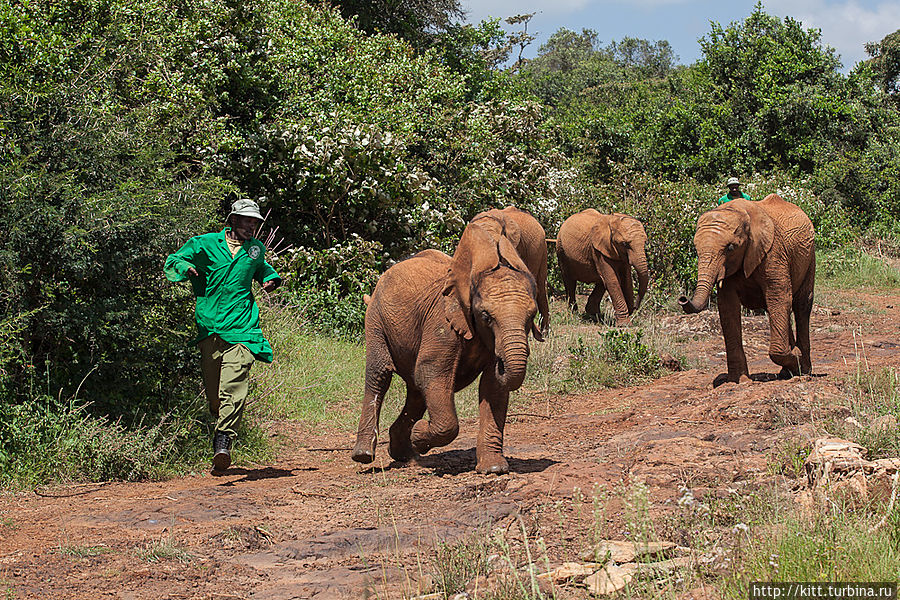 Вторая группа — слонята-подростки. Они не так послушны и постоянно выясняют отношения. Найроби, Кения