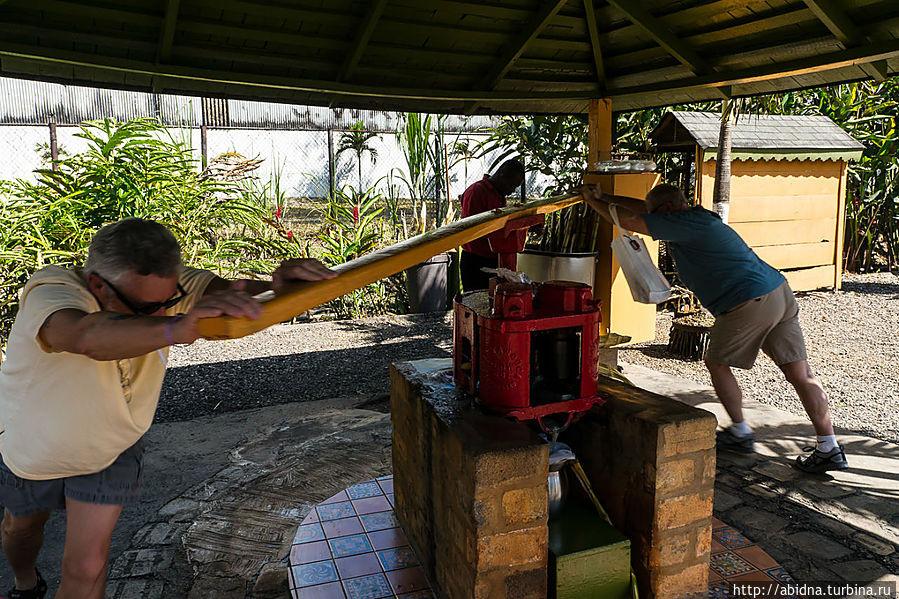 Туристы, вместо осликов, производят сок из тростника
